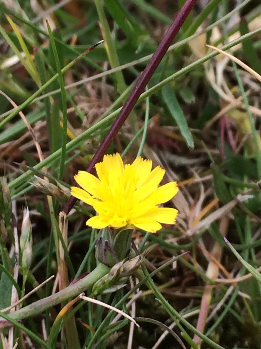 Danny Chesterman tweet media