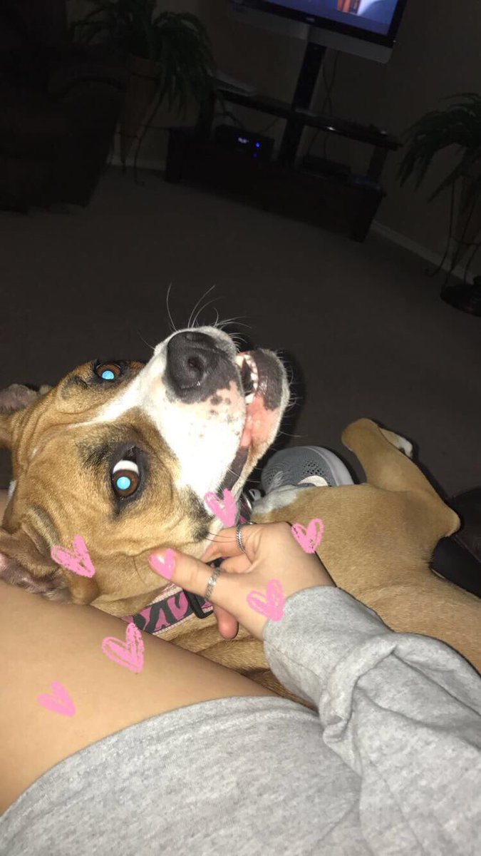 alyssatiller_'s tweet photo. gracie lou appreciation post🤩🐶 #pitboxermix #howcanyouhatethem https://t.co/on1VkOy58e