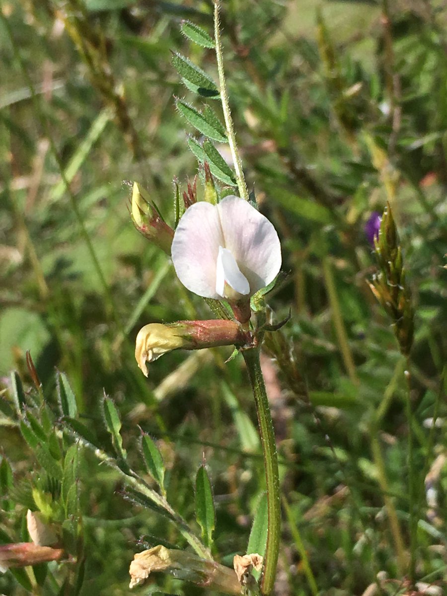 Danny Chesterman tweet media