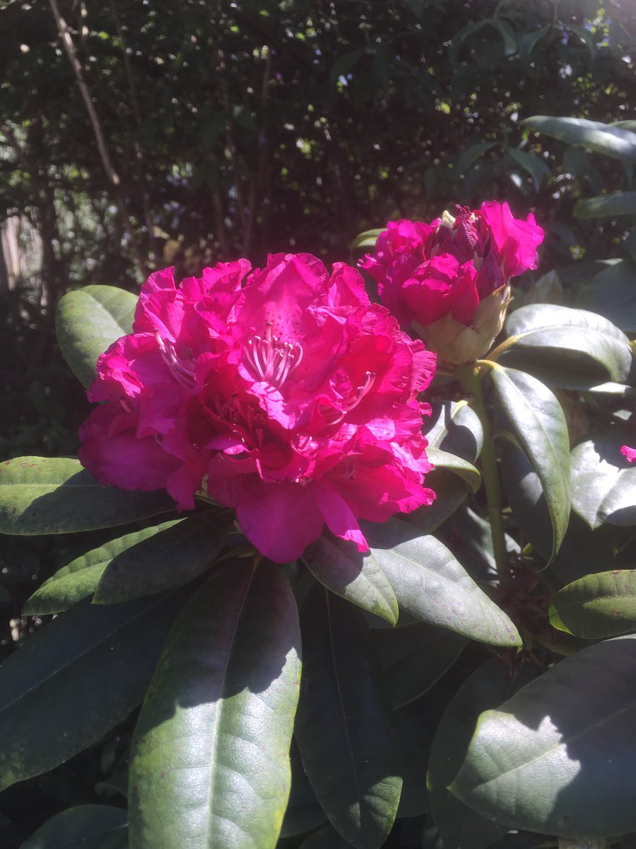 Coby Uilenberg (@cmvuurtoren54) on Twitter photo 