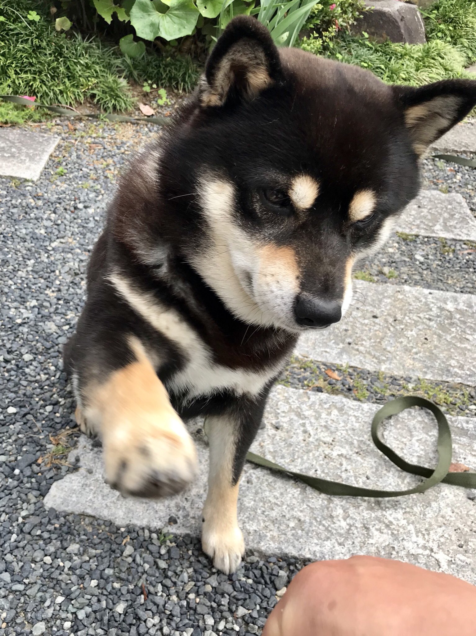 黒柴たろう お手おかわり どっちも届かず U ェ U T Co 1kkipxfwyq Twitter