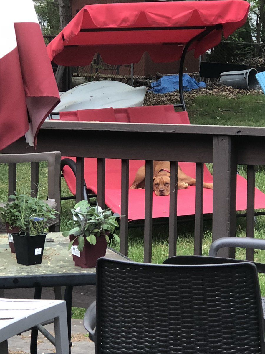 _JefferyMichael's tweet photo. Izzy on the lounger @Ridgebacks_ https://t.co/OtmNIQWYOT
