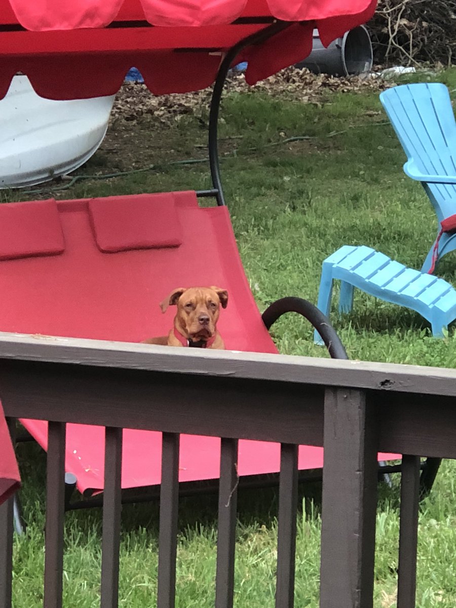 _JefferyMichael's tweet photo. Izzy on the lounger @Ridgebacks_ https://t.co/OtmNIQWYOT