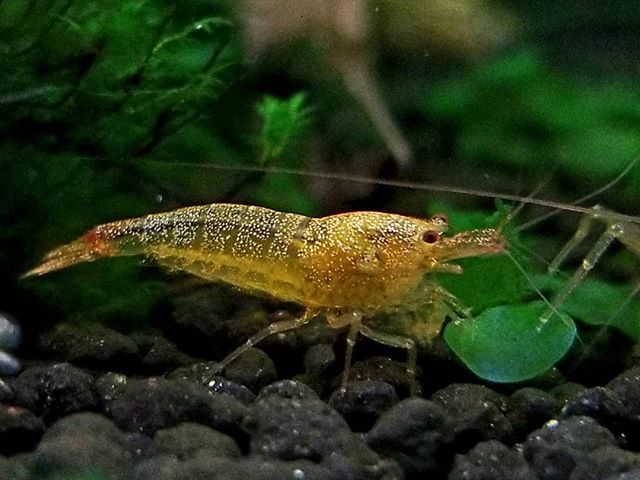 ScapesWorld's tweet photo. One of our project shrimp is looking extra sparkly 😎 https://t.co/GrgImxbIBD https://t.co/9YQ1rhFh7r