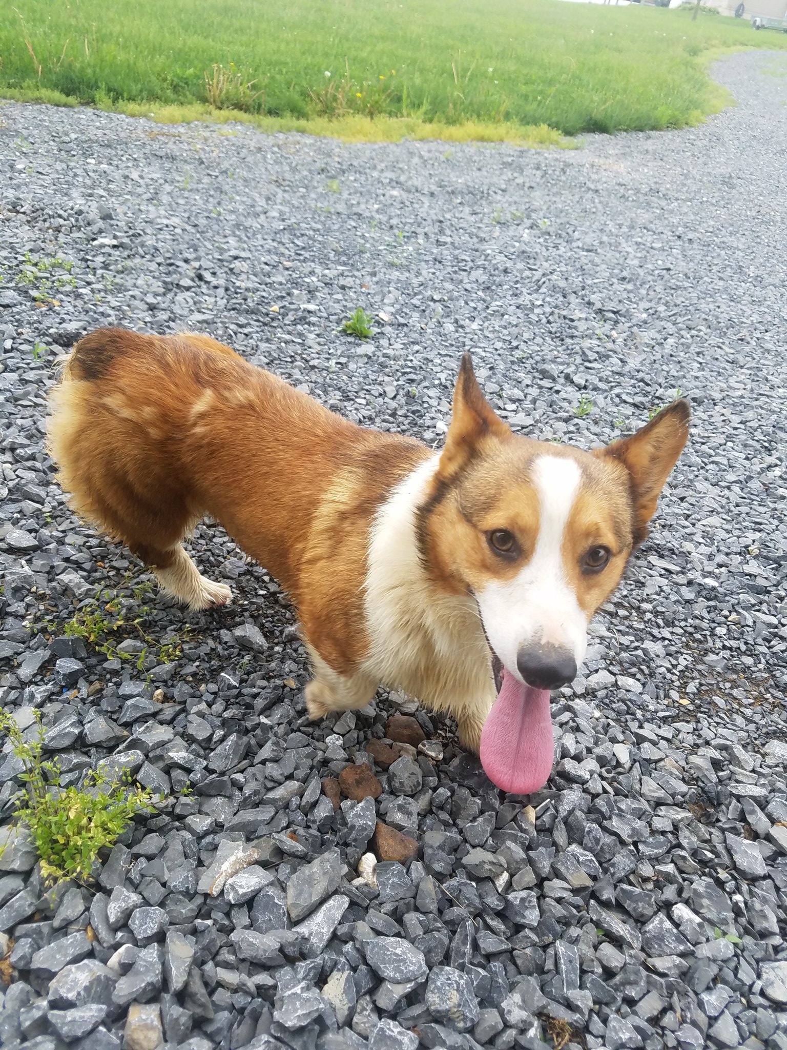 lookout farm corgi