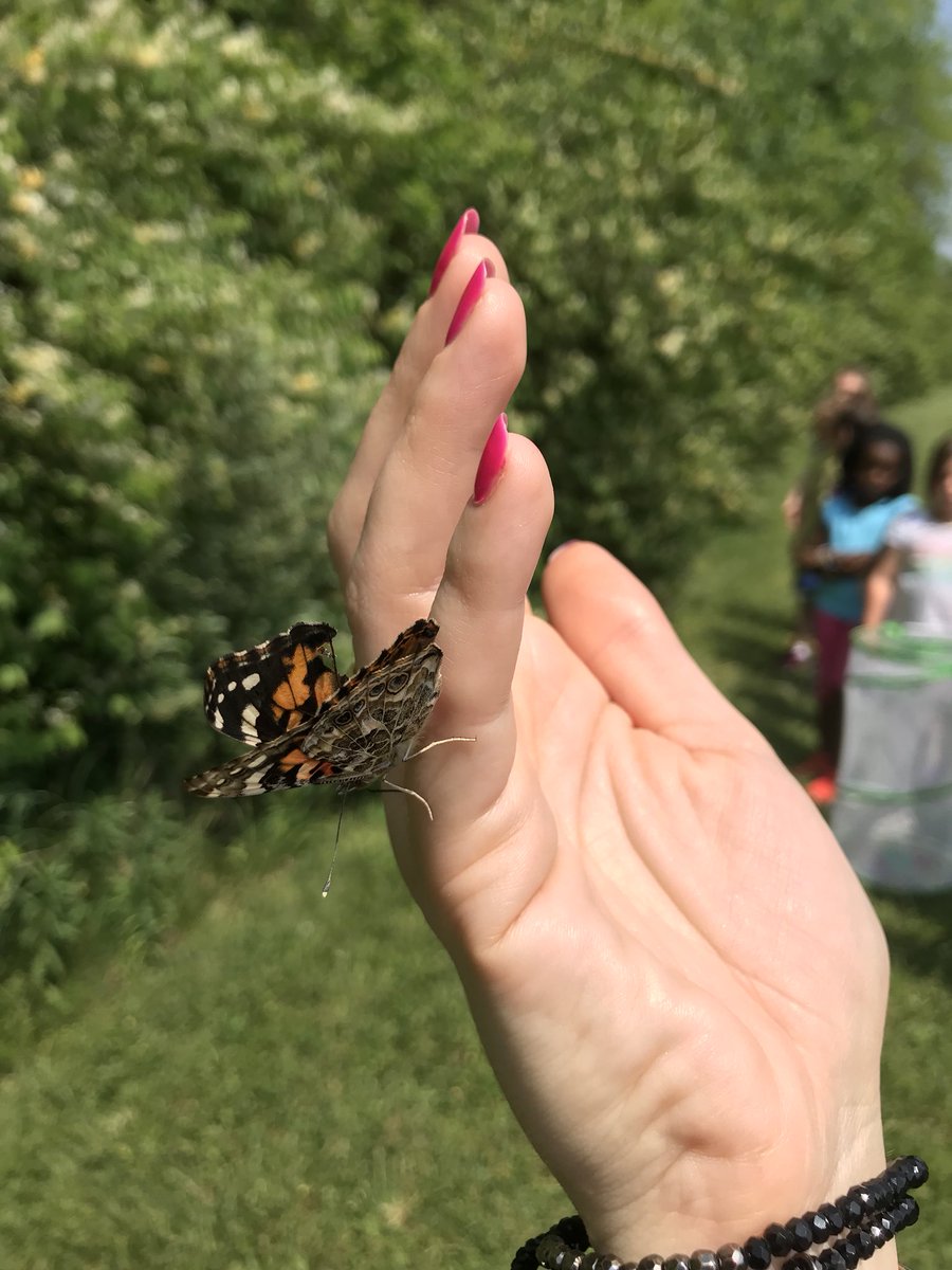 MrsRalstonKdg's tweet photo. Saying goodbye to our 🦋s. We loved watching the metamorphosis and recording our observations and wonders. #bjumpstart #nonfictionwriting #butterflylifecycle #LCS_BC @sherimchenry @lmichaelsbowman https://t.co/VBjk0v1odY