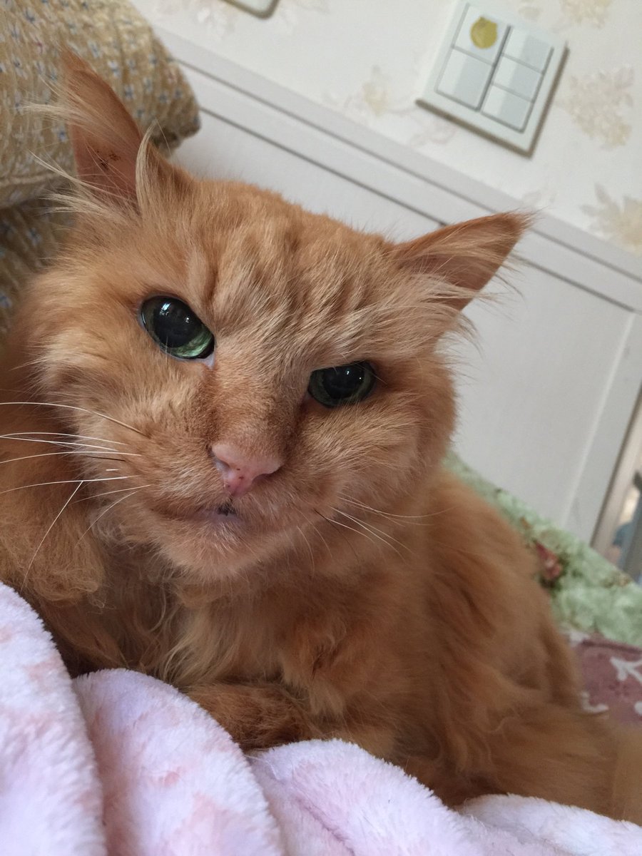 classical_cats's tweet photo. 🌸キナリ19才
2年半前、腎不全ステー2と診断され
毎日、錠剤飲ませてた。
1年前から新薬に替えてからの方が状態がいいみたい。
ゴハンもカリナール（腸内でリンを吸着して体外へ排出する）を混ぜて好きなフードを食べさせている。とにかく食べさせなきゃ痩せるから。
何としても長生きしてもらいたい。 https://t.co/1bKXtPp8l0
