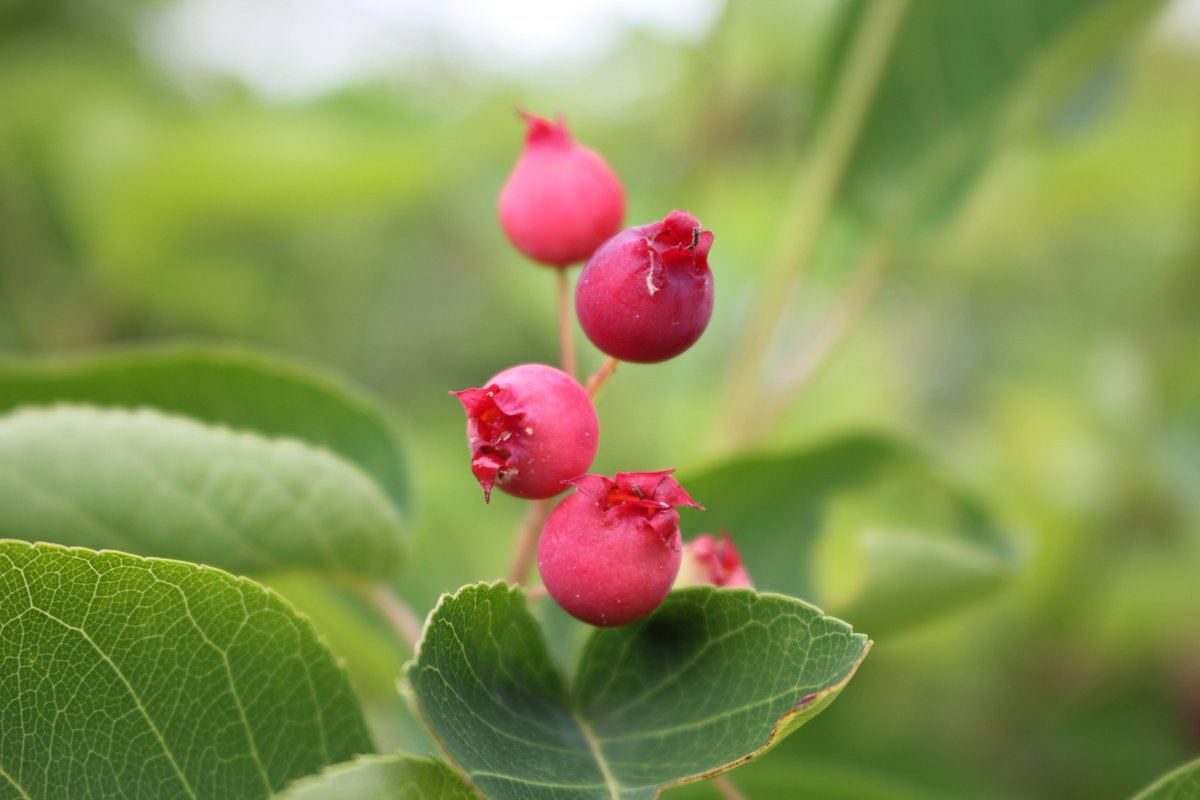 咲くやこの花館 只今 役立つ広場にて ジューンベリー が実っていますよ 果実が６月 June に収穫できることからこの名称がついたそうです 原産地の北米では 花 果実 紅葉を楽しめると庭木や街路樹としても大変人気です 果実は甘くりんごの 味がします