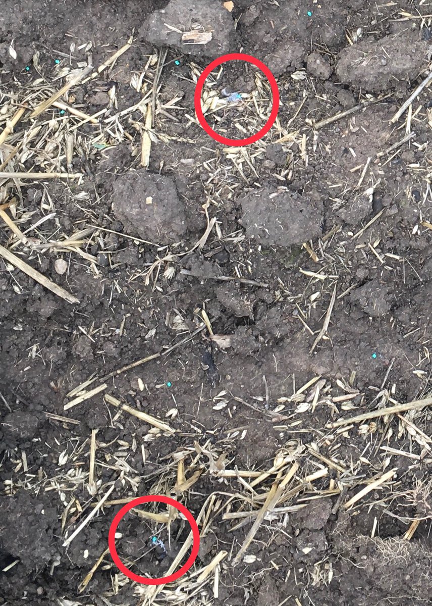 Think I over fed these slugs <a href="/charlesedmons/">Charles Edmonston</a> used a new feed supplement Meta Kill that <a href="/Cosgrave220/">Tim Cosgrave</a>  recommended. Plenty of feed points and good weather ability