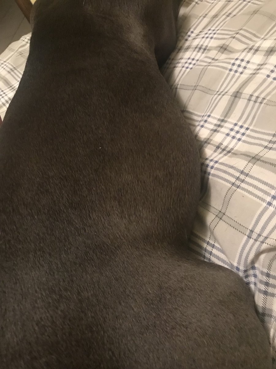 OhSoBizzyChi's tweet photo. She’s so pregnant 😩 I’m obsessed lol https://t.co/VsXOsoXcm5