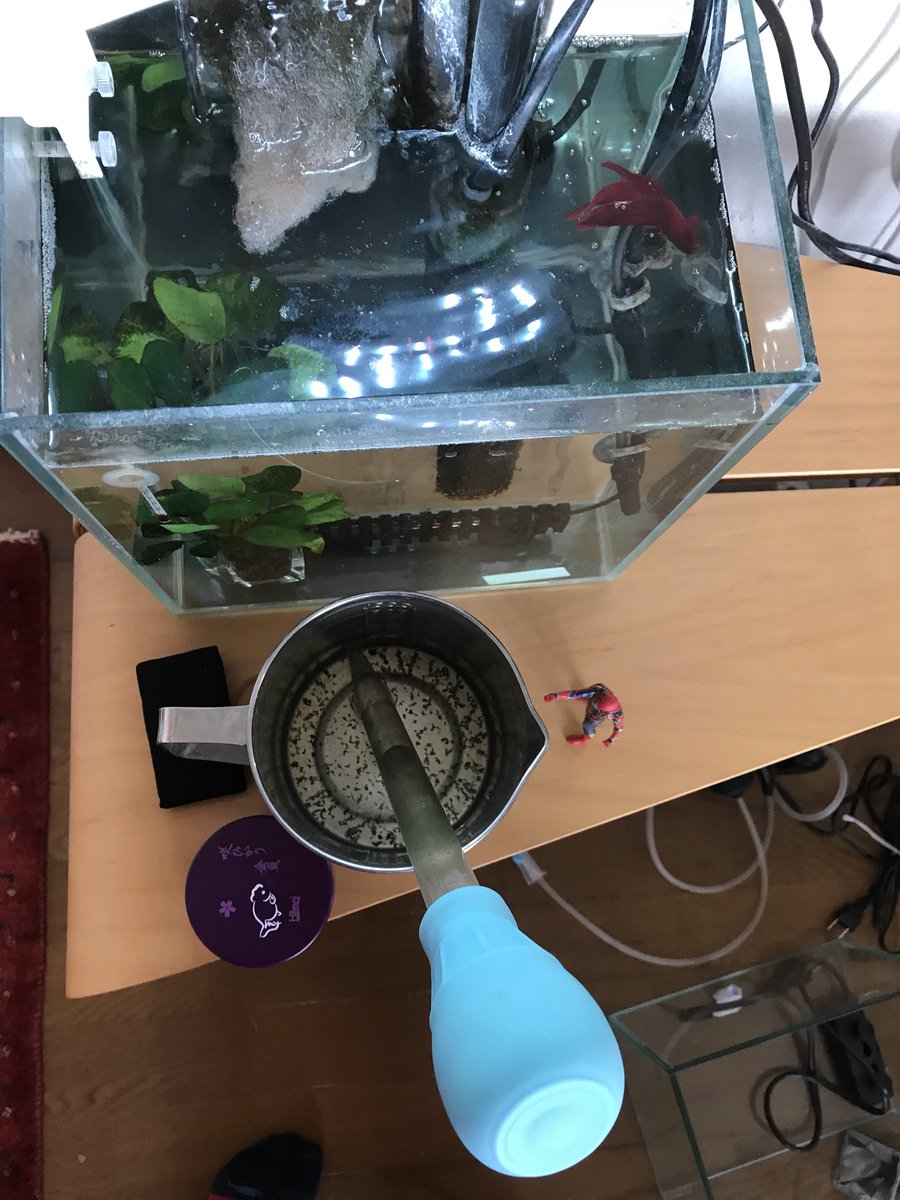 ベタにとって最適な環境