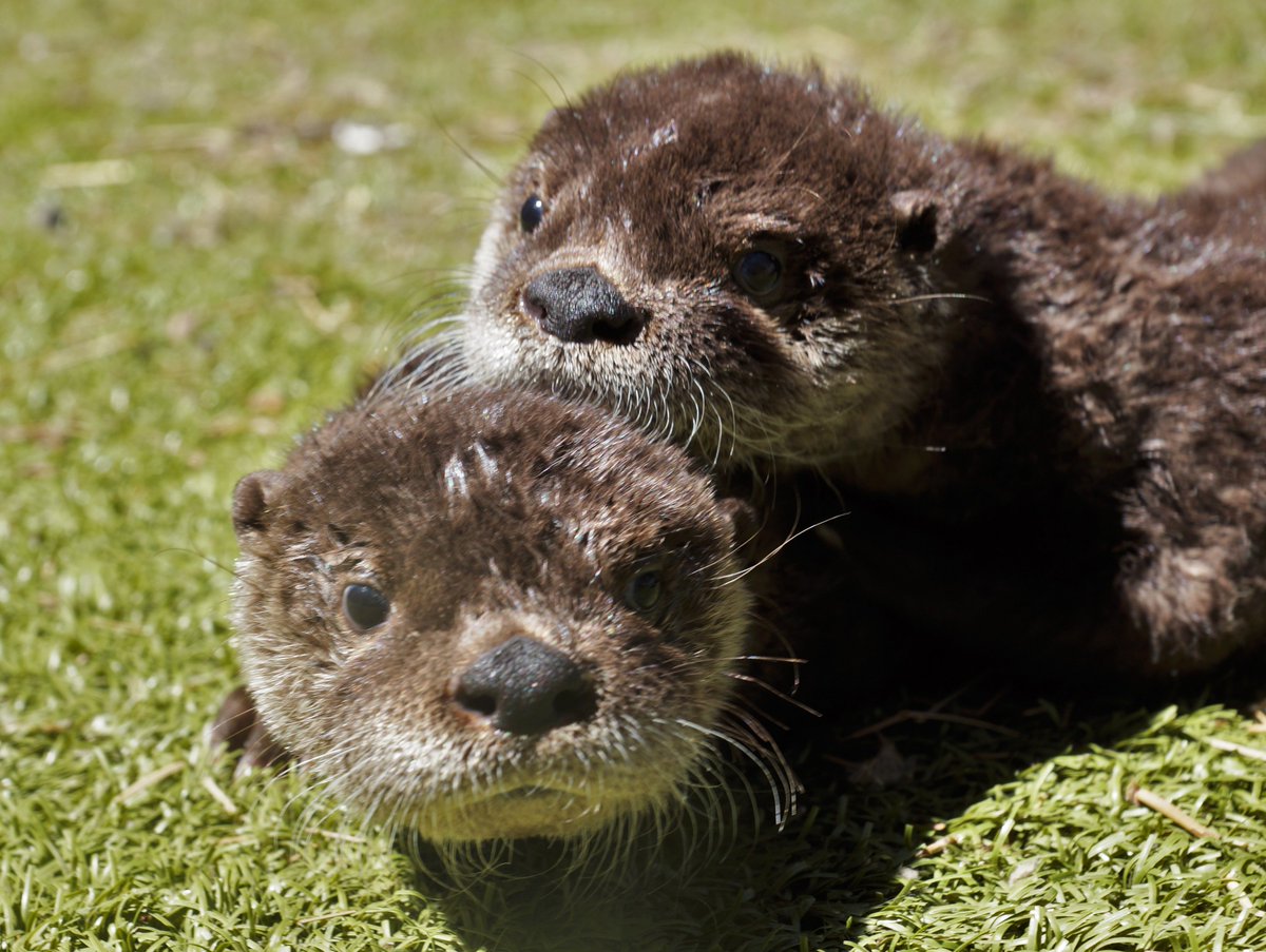 Meet our newest otters, Dot, Dash, and Flynn! While these guys are still too little to be on exhibit full time, you might be lucky enough to catch them at a meet and greet or learning to swim with keeper supervision!