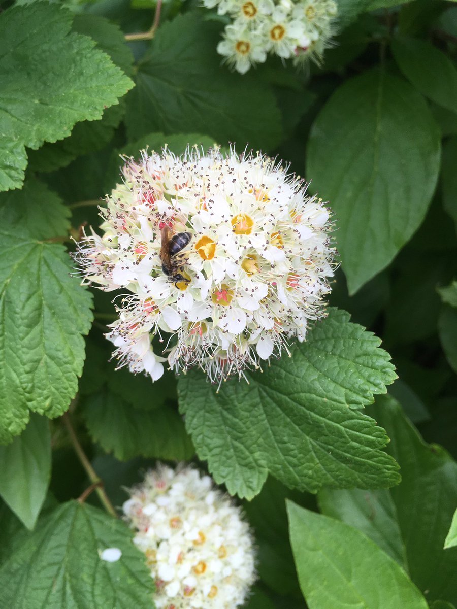 It's the most exciting week of the year! The ninebark has bloomed and has all kinds of native bees, flies and beetles on it. #backyardhabitat #nativeplants #pollinators