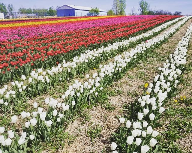 À quelques minutes de Montréal, à Laval, balades vous dans une petite fermette de tulipes. Et le best, vous pouvez-même en cueillir pour 1$ chaque.

Ouvert tous les jours pendant encore 3 semaines ☀️ #tulipes #laval #tulipfestival #tulipfields ift.tt/2rSKzP2