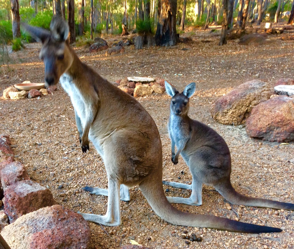 jarrahdale1's tweet photo. You've just done that, haven't you? #kangaroo #RooPoo #GoodStuff for the #manure  #pile and the #veggie #garden. My dear wife grows all our #vegetables #wildlife #ColinHAbbott #ColinHughAbbott #Jarrahdale #WA @jrees @Jill_Lamb @anne_clothier @Kangarooei https://t.co/xBPkc8TIKq
