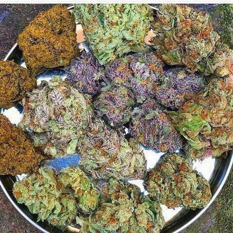 420plug2's tweet image. Jack Here......MS,chronic pain, anxiety , etc