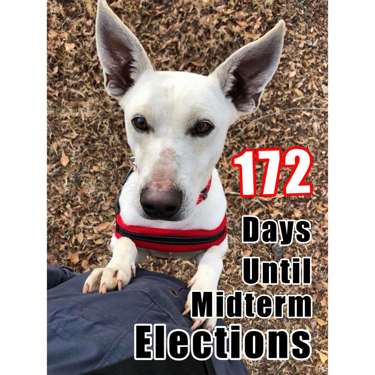 days2midterms's tweet photo. Sometimes the powerful thing you can do is to listen. Candidates, canvassers, advocates, and elected officials who learn to do this really well make deeper connections and develop a better understanding of issues than those that only talk. #BlueWave #Midterms2018 https://t.co/YsuXZDcI7r