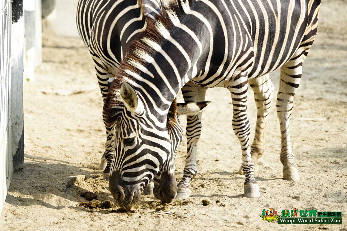 頑皮世界野生動物園على تويتر 動物生活照喜歡就分享 若任何想說的都可以告訴我們哦 一起幫動物世界前進一步 斑馬 貴族馬 南美水豚