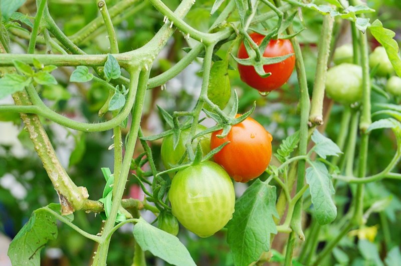 Beautylogs's tweet image. #서울도시농업박람회
#주말가볼만한곳
서울시와 강동구에서 주최하는 서울도시농업박람회가 17~20일까지 강동구 일자산 자연공원에서 열리고 있다. 
도시농업의 모든것을 한자리에서 볼수 있으며 다양한 텃밭에서 나는 채소. 과일. 꽃등이 풍성하며 체험도 가능하다. 
#서울시 #서울시미디어메이트