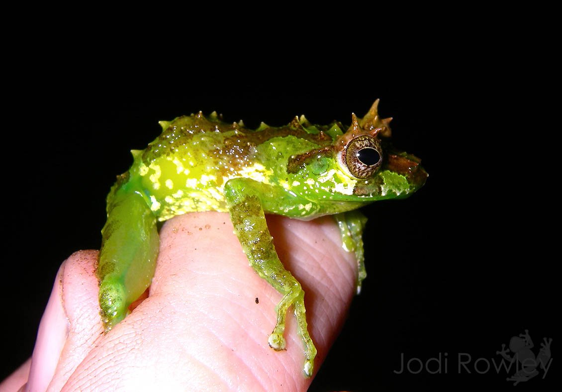 jodirowley's tweet photo. Most frogs have red blood, but a few, such as these tiny Gracixalus species in #Vietnam, have green blood (&amp; muscles &amp; bones!). Fascinating new paper on green blood in lizards just out (congrats @NYCuratrix!) https://t.co/I1UeU3ASdG https://t.co/up0l20UcWC