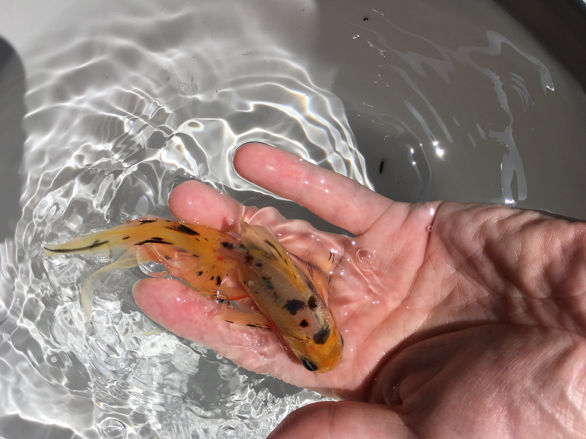 るっちー 子育てと時々金魚と音楽 水換え待ちのオーロラ 金魚 オーロラ 川原魚苑 T Co Klylobjijy Twitter