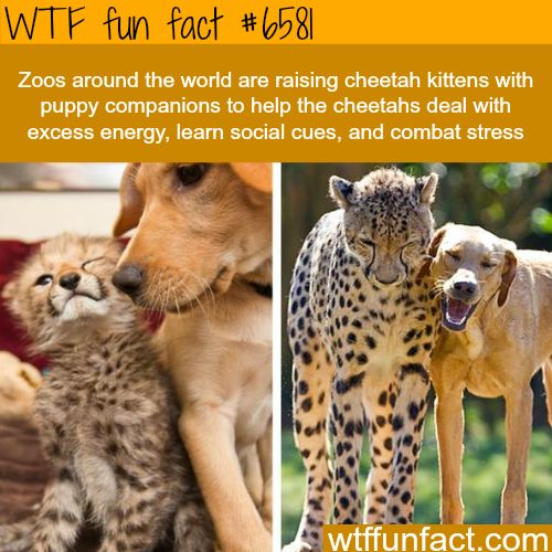 romancerebels69's tweet photo. Friday #WTF #fact #themoreyouknow #strangefacts #whoknew #historiesmysteries https://t.co/W6zdPl8yLq