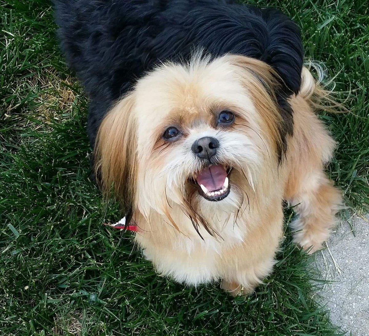 HuntersvillePD's tweet image. ***BE ON THE LOOKOUT***
Have you seen me?  I jumped out of my owners car after a traffic crash on Sam Furr Rd. between Birkdale Village and I-77.  If you see me, please call 911 so I can get back home!  #lostandfoundpets #HuntersvillePD