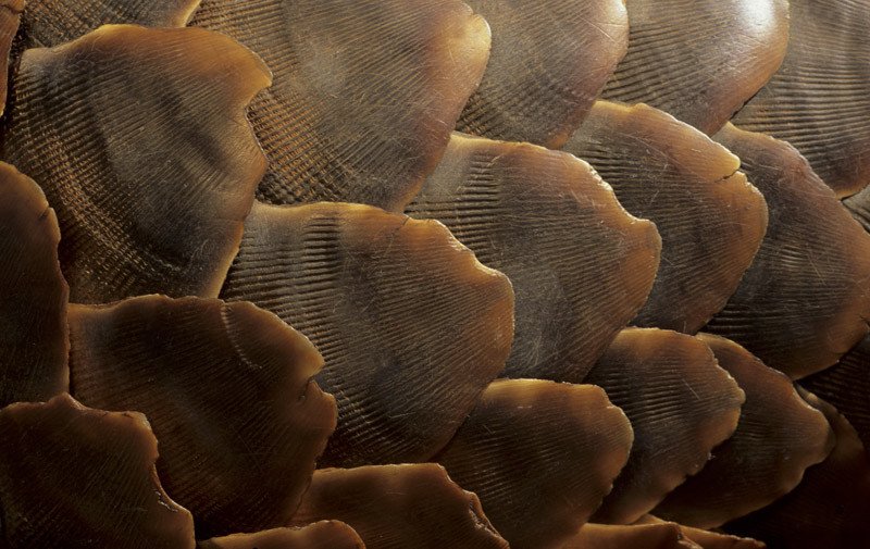 britannica_edu's tweet image. #ImageQuest #POTD: A snake? Lizard? These beautiful scales—made of the same material as fingernails—actually belong to Earth&apos;s only scaled mammal, the pangolin. Unfortunately, what makes them so special and unique also makes them highly prized by poachers. #WorldPangolinDay