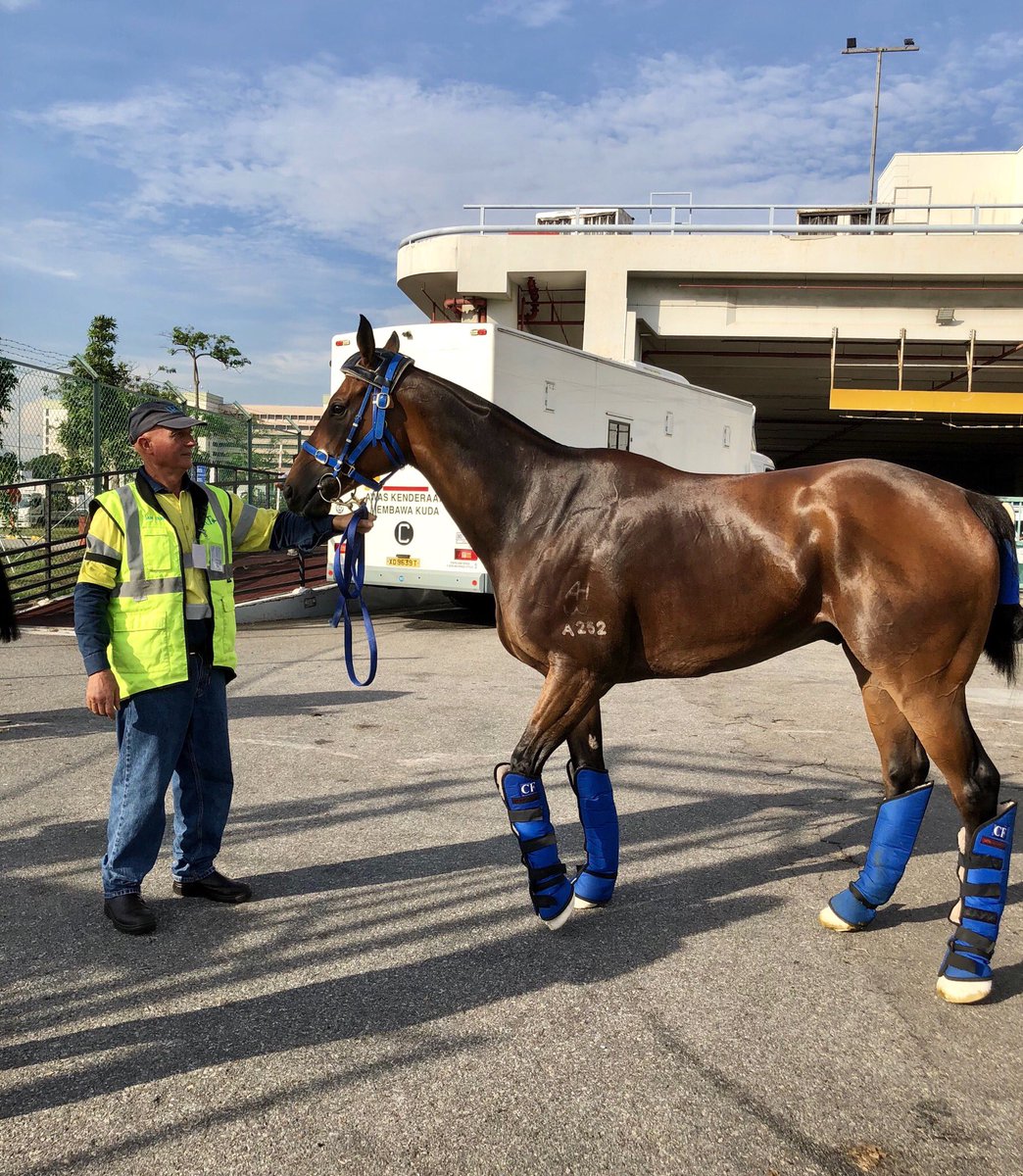FlyIRT's tweet photo. Horse of Fortune for Tony Millard and Southern Legend for Caspar Fownes arrive safely on Singapore from Hong Kong for the Kranji Mile. @SGTurfClub @HKJC_Racing #FlyIRT https://t.co/lbqGTakzhR