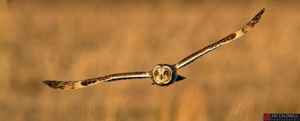 Go Shortie                                                Short-eared owl #TeamCanon #kansas #birdphotography #owl #shortearedowl #natureiscool