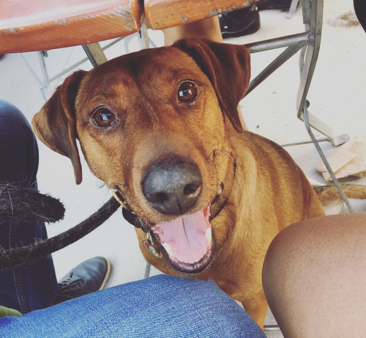 Dogtor of Philosophy tweet media