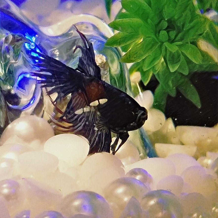 PikNik84's tweet photo. Our new pet Kratos #betafish @chaosflame1979 https://t.co/8OzMEzcp20