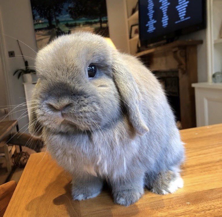 𝐬𝐚𝐲𝐜⚯𝐥𝐞𝐧𝐠𝐥𝐢𝐬𝐡™🧠📚🐈⬛ tweet media