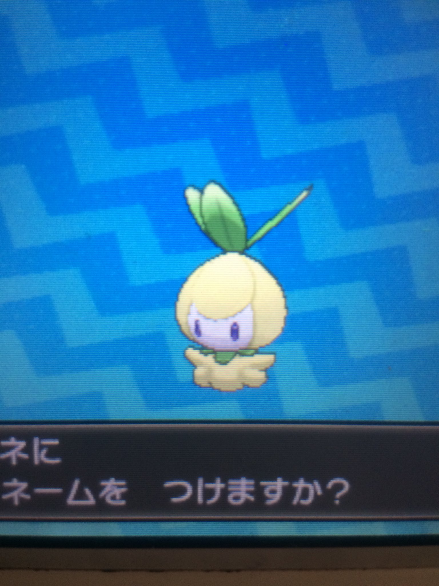 やんばる ポケモン色違い Yxllivs2cx47knz Twitter