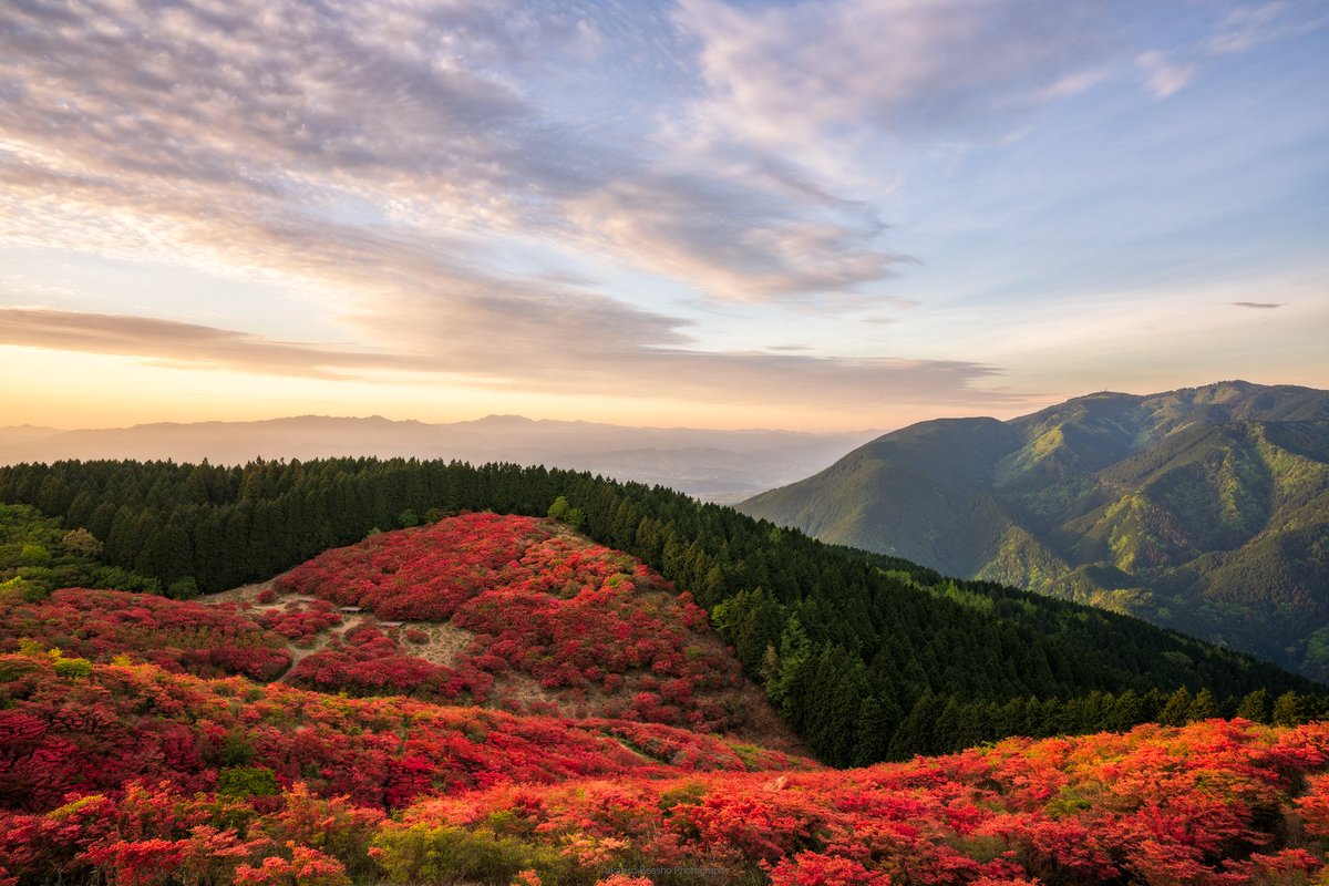 ট ইট র 別所隆弘 Takahiro Bessho 葛城山山頂 一面のツツジの上に朝日が射します 真っ暗な山を1時間半程かけて登山して初めて見られる絶景です 本当に美しい夜明けでした 奈良県 葛城山 ツツジ r3