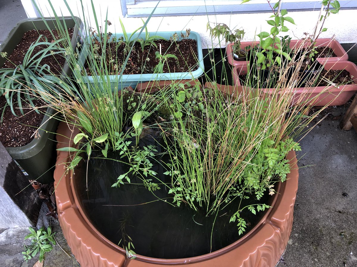 関口英樹 今年はミズオオバコ咲くかなぁ もう少し植物で日陰作った方がいいかなぁ ビオトープ 箱庭 テラリウム メダカ えび 水草 苔 昆虫 水中 生物 趣味 Filmphotography 関口英樹 今年はミズオオバコ咲くかなぁ もう少し植物で日陰作った方がいいかなぁ ビオトープ 箱庭 テラリウム メダカ えび 水草 苔 昆虫 水中 生物 趣味 Filmphotography