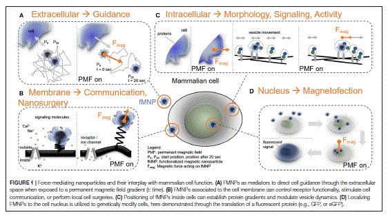 TheKunzeLab's tweet photo. #TheKunzeLab published a new review paper about "Force-Mediating Magnetic Nanoparticles to Engineer Neuronal Cell Function" #neuroengineering #nanotechnology #neuroscience #biophysics
Read the full text @FrontNeurosci here: https://t.co/uR7o1Du7NC https://t.co/DfaTB4BL8T