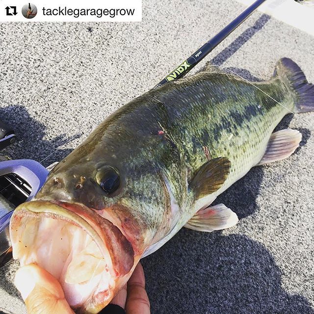 StCroix_Japan's tweet photo. #Repost @tacklegaragegrow with @get_repost
・・・
テキサスすっぽりお口の中へ。
ストレートフックの恩恵。
#セントクロイ #stcroixrods #avidx #イチカワフィッシング #ichikawafishing #印旛沼 #印旛スタグラム #stcroixjapan #エイビッドx https://t.co/ezE5Epl6os