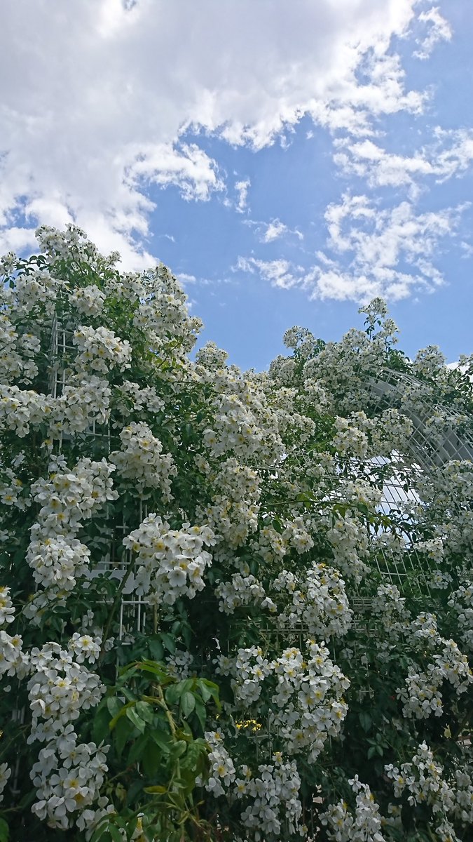 いなナビ Twitterissa バラ エモい 埼玉県 伊奈町 バラまつり バラ 薔薇 ばら Rose おでかけ 散歩 ぶらり お待ちしております ニューシャトル ご利用くださいっ