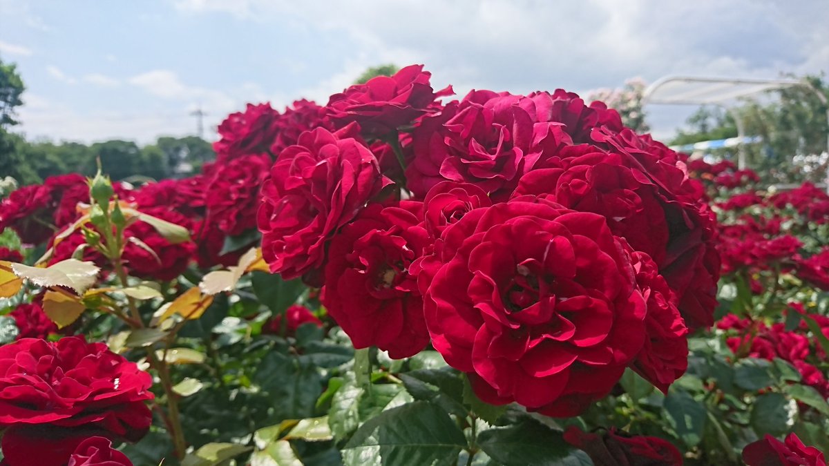 いなナビ On Twitter バラ エモい 埼玉県 伊奈町 バラまつり バラ 薔薇 ばら Rose おでかけ 散歩 ぶらり お待ちしております ニューシャトル ご利用くださいっ