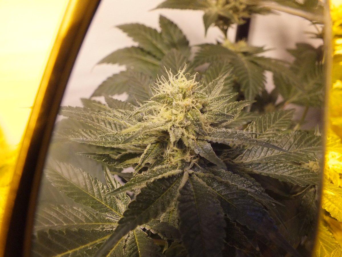 ShaggyGrower's tweet photo. #WhiteBerry (fem). Getting very frosty through my tent glasses. 50 days to flower, so ~3 weeks left to go.
Seeds by @paradiseseeds
#SCGrow #Weed #Cannabis #CannabisCommunity #WBDK #WBDKV https://t.co/kIBk0VeygL