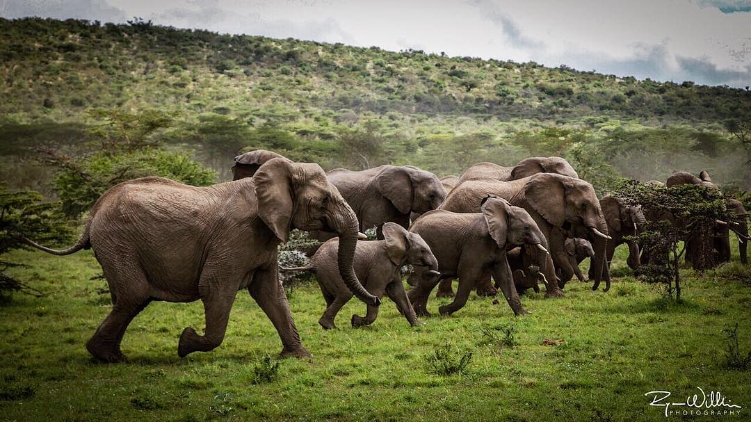Credit to @ryan.wilkie.photos : On the run 
#elephant #conflict #conservation #research #humanelephantconflict #wildplanet #capturethewild #wildlifeaddicts #africageophoto #wildlife #wildlifephotography #SaveTheElephants #MaraElephantProject #MEP #KWS #DSWT #MaasaiMara #Kenya