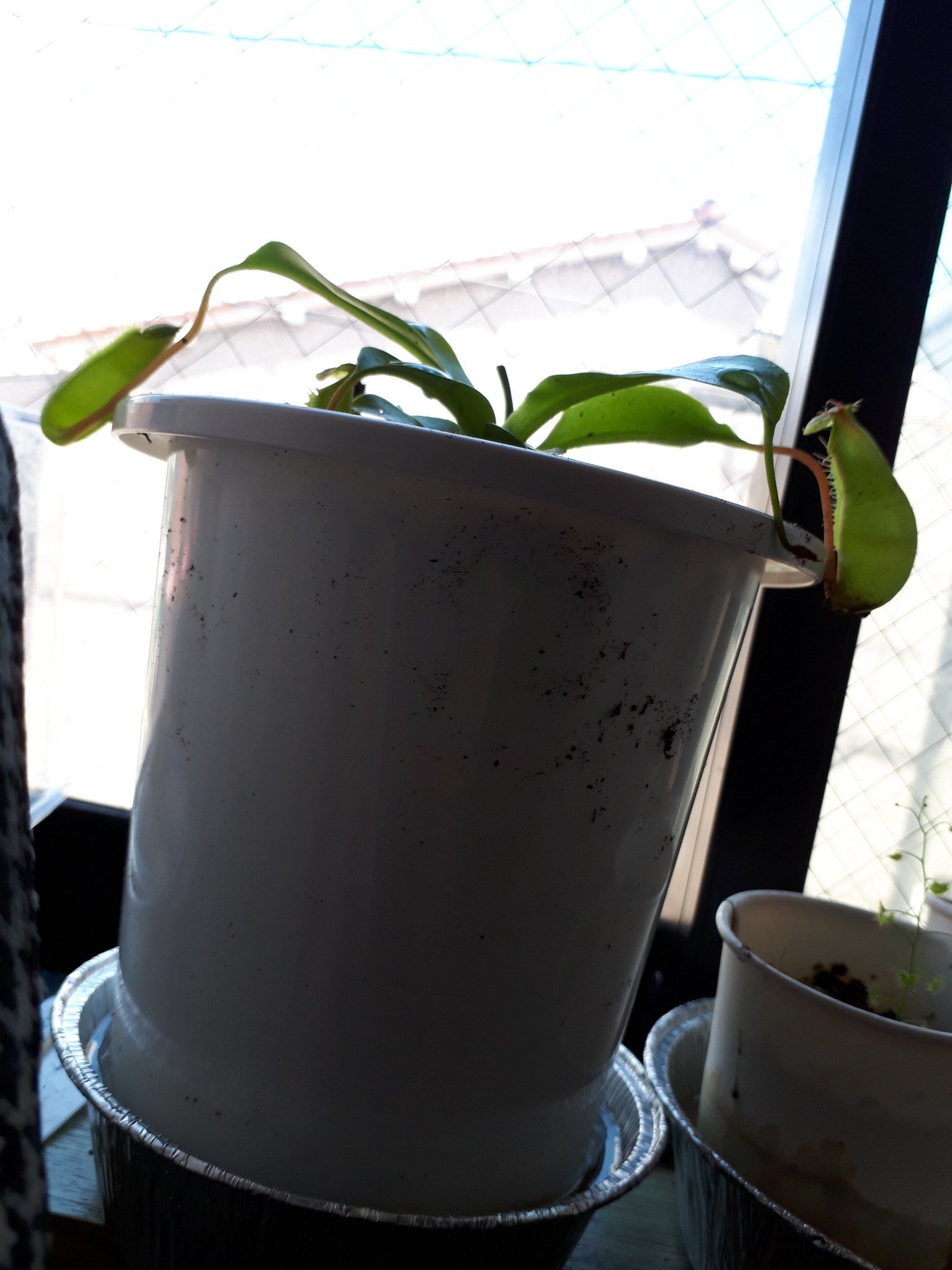 食虫植物を広める隊 隊長 Bluecat ウツボカズラ ネペンテス アラタ 午後の植え替え作業は無事に終了した ただ ピッチャーが土に当たるのと 腰水に使う鉢受け皿がこれで充分なのかが気がかりだ T Co Cugrpurruo Twitter