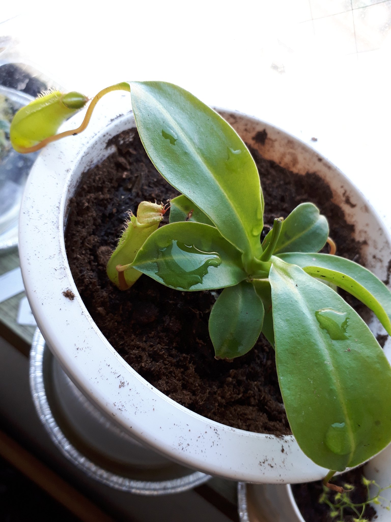 食虫植物を広める隊 隊長 Bluecat ウツボカズラ ネペンテス アラタ 午後の植え替え作業は無事に終了した ただ ピッチャーが土に当たるのと 腰水に使う鉢受け皿がこれで充分なのかが気がかりだ T Co Cugrpurruo Twitter