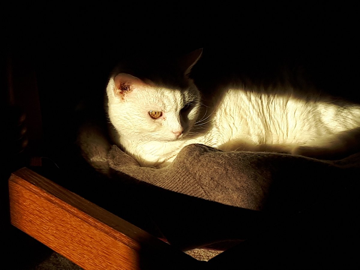 peterdyke49's tweet photo. Early morning portrait of #SaffronTheCat https://t.co/VDZP8DHkPq