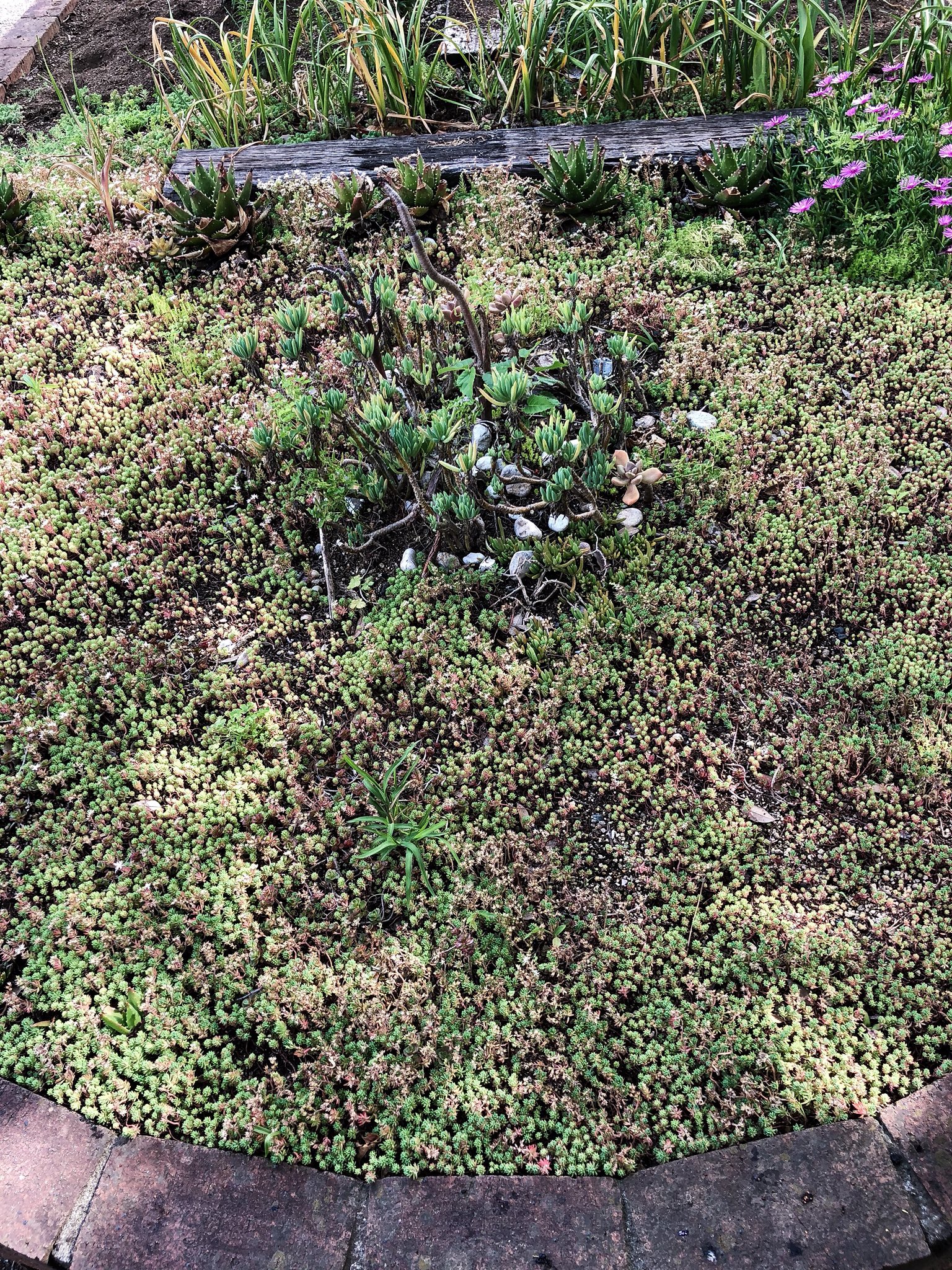 O Xrhsths Tetsuro Oh No Sto Twitter 近所の公園の多肉植物花壇がほとんどなくなってた 冬越せなかったのかな 多肉植物 Succulent Succulents Agave Aloe アガベ アロエ 植物 Plants Botanical 花壇 T Co Dxked9xjl8 Twitter