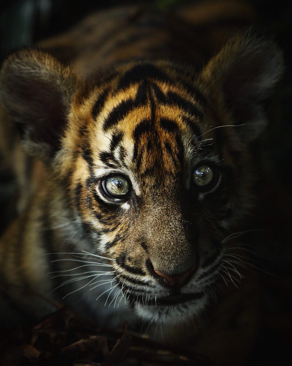 RobertIrwin's tweet photo. We are experiencing the 6th mass extinction on earth and our precious wildlife is disappearing faster than ever. 
This #EndangeredSpeciesDay we appreciate all of the Wildlife Warriors helping to save our planet’s beautiful creatures. 🐅🌿🌍 https://t.co/556aB1sJG4