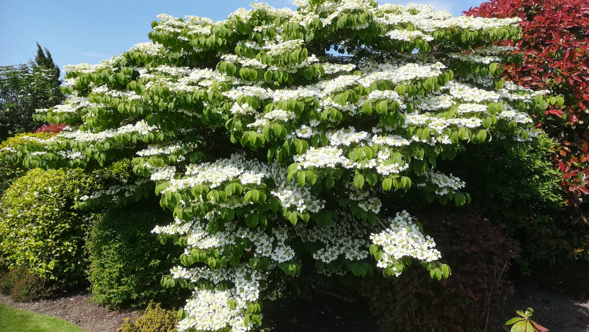 EdensLandscapes's tweet photo. Great pictures from our gardeners yesterday and very fitting for this weekend! #RoyalWedding #weddingcaketree #bleedingheartdicentra #edenslanscapes https://t.co/ED2HBYJvGU