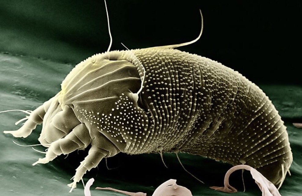 El anormal crecimiento de tallos en forma de faja  (fasciación) en plantas como la viborera (foto de Echium plantagineum) muchas veces se debe a bacterias sin pared celular (fitoplasma) que se inoculan por medio de ácaros (foto de Acaria sp.) u otros artrópodos.