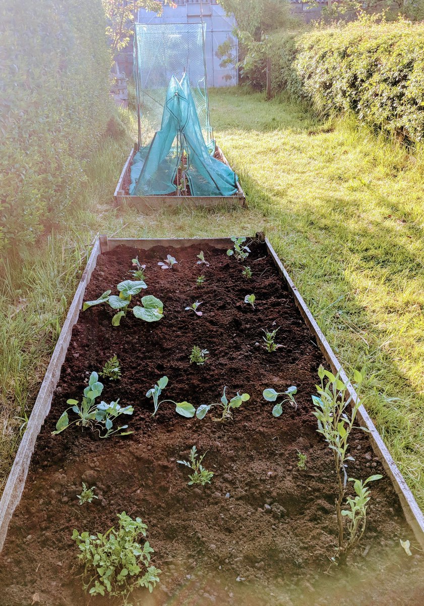 Very impressed with my veg plot, peas, sprouts, herbs, broccoli, cabbage and pumpkin. #growyourown #fruitandveg #nutritionstudent #Food